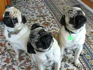 Pugs.bmp